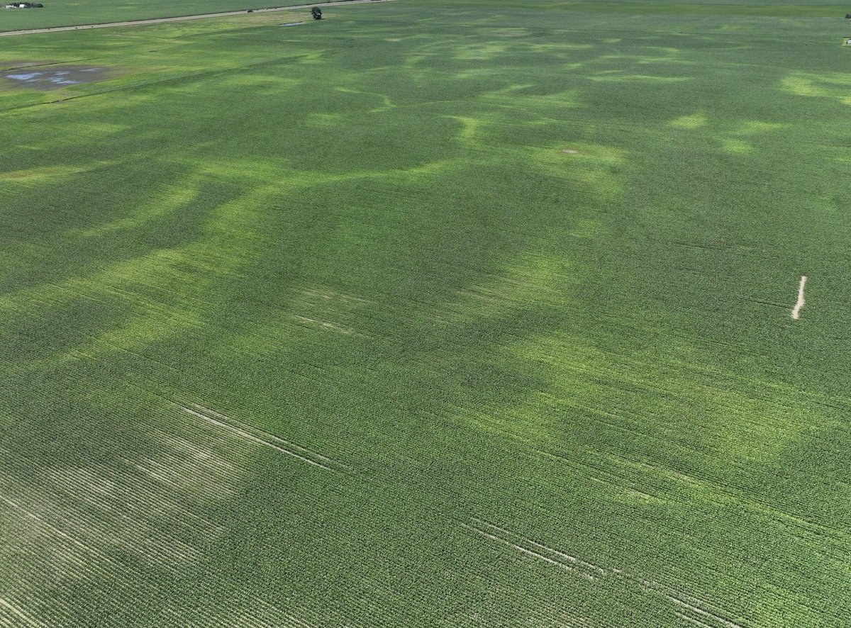alex_woodall's tweet image. Areas in NC Iowa with excess moisture during the month of June are starting to show significant nitrogen deficiency.