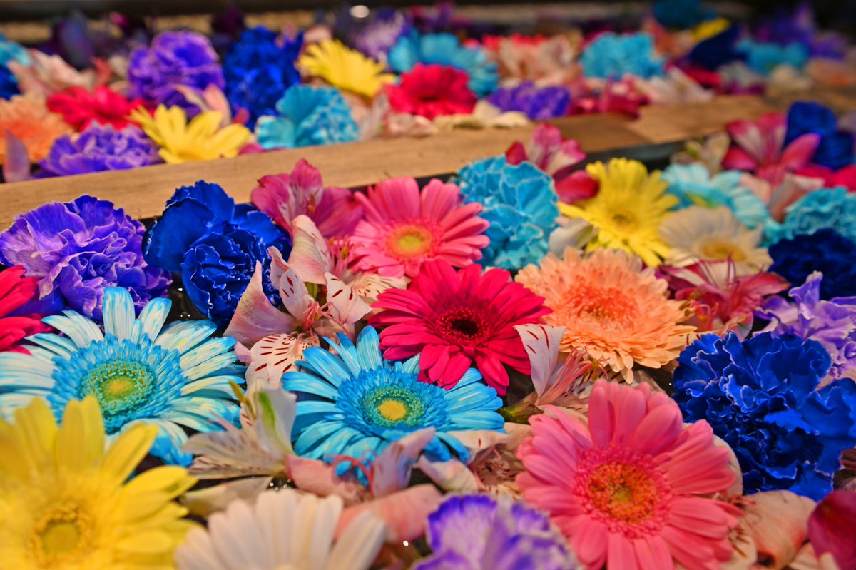 7月1日（火）から七夕の花手水とライトアップをお楽しみいただけます