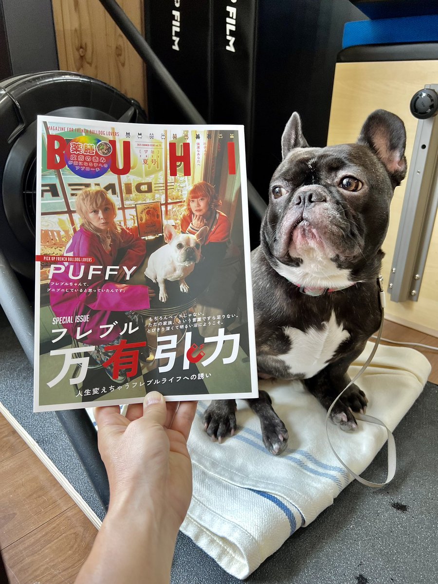 ほたる｜French Bulldog🐾 tweet media