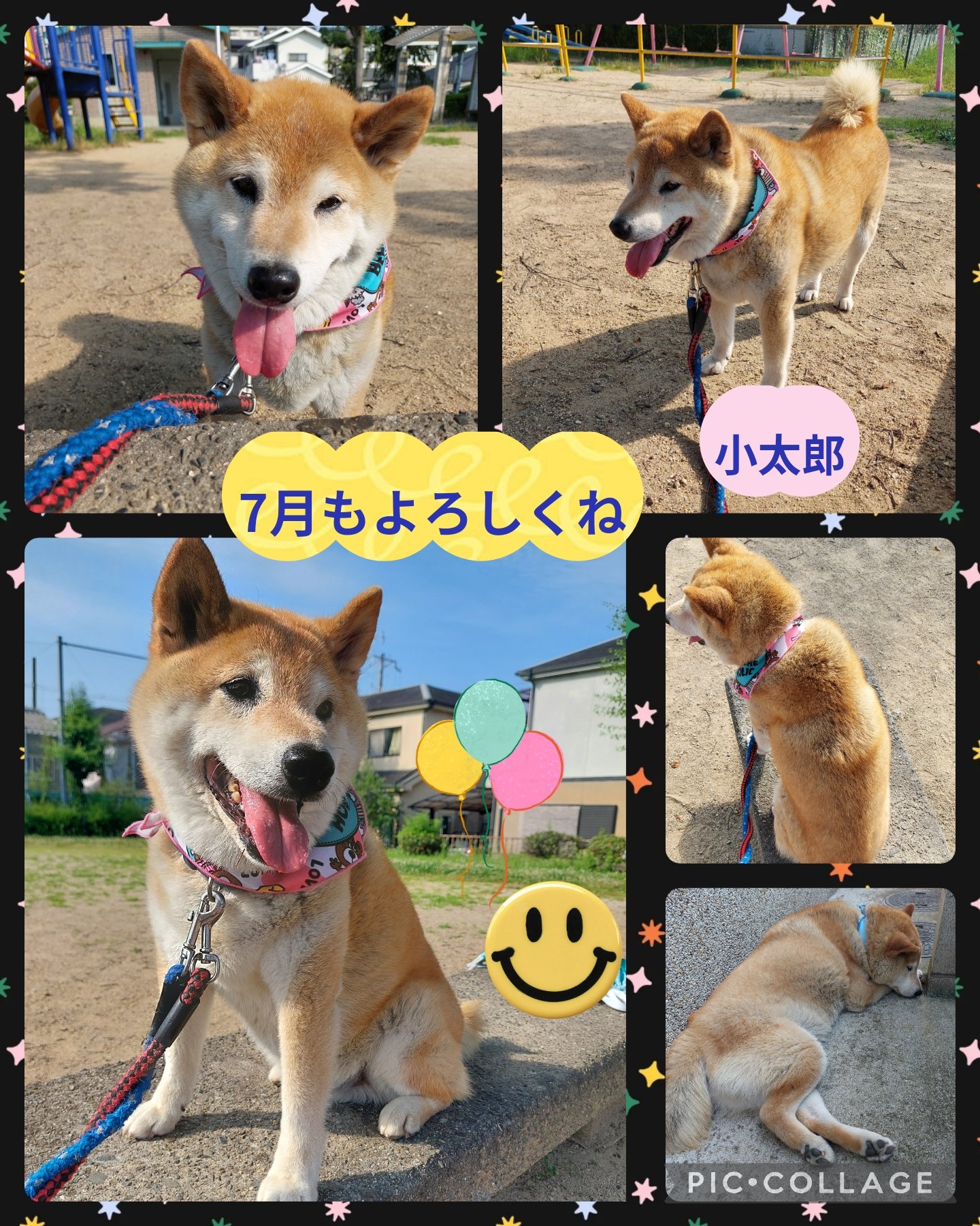 犬太郎 柴犬の宏太郎 (@koutaro0729) / X