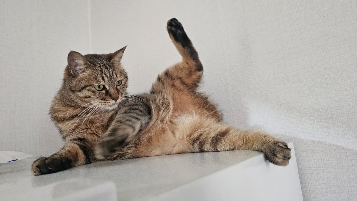 letter2ha's tweet photo. +) 고양이 강아지 사지말고 입양하세요!

유기묘 센터, 포인핸드나 카페에서 개인(길고양이 임시 보호하시는 분)에서 데려온 저희집 애기들입니다

펫샵에서 품종묘를 사면 유전병이 있을 가능성도 높고, 무엇보다 교배장 공장에 힘을 싣는거라 돈도 안 들고 귀여운 길고양이를 입양 해주세요 https://t.co/IWMhV4lYjp