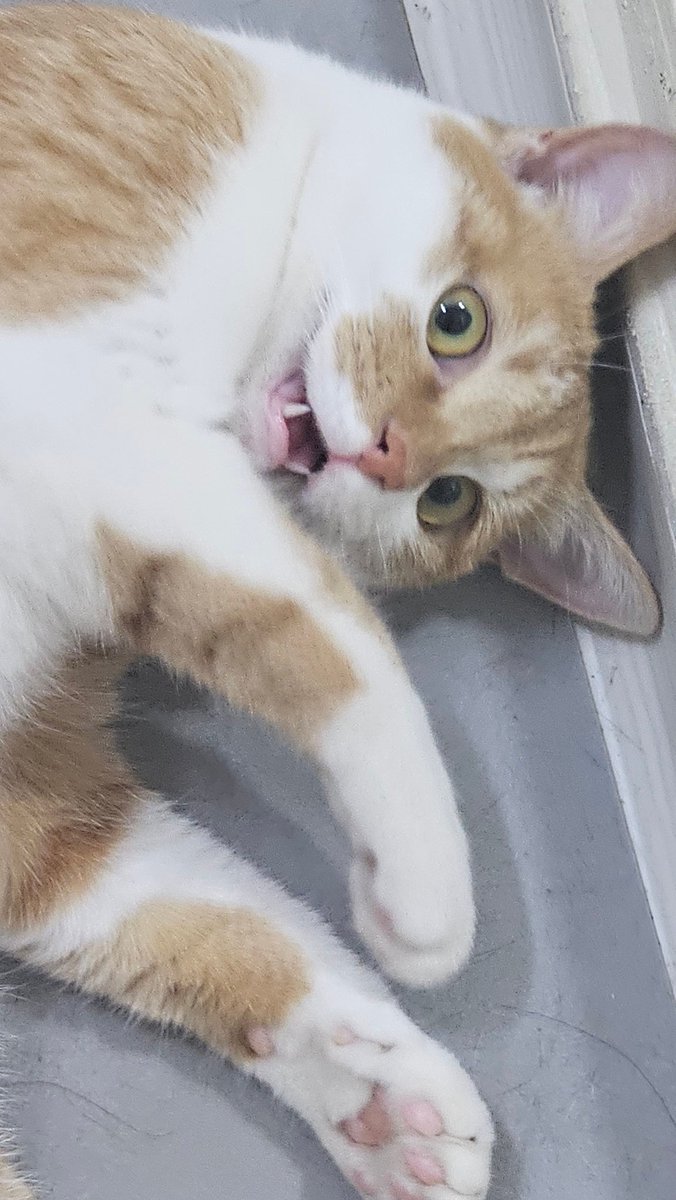 letter2ha's tweet photo. +) 고양이 강아지 사지말고 입양하세요!

유기묘 센터, 포인핸드나 카페에서 개인(길고양이 임시 보호하시는 분)에서 데려온 저희집 애기들입니다

펫샵에서 품종묘를 사면 유전병이 있을 가능성도 높고, 무엇보다 교배장 공장에 힘을 싣는거라 돈도 안 들고 귀여운 길고양이를 입양 해주세요 https://t.co/IWMhV4lYjp