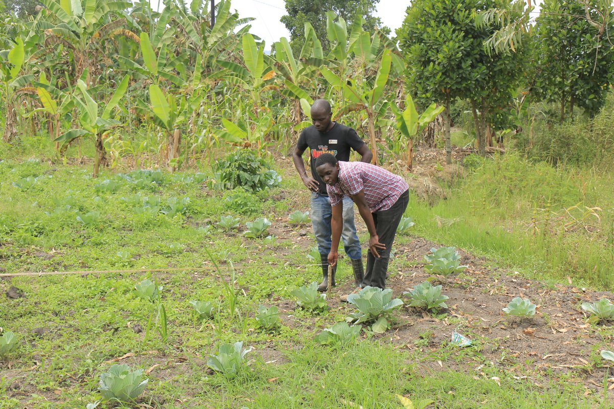 Infield demo site planning by <a href="/AESAEALtd/">AESA East Africa Limited</a>  team  presenting irrigation system layout while seeking guidance from host framer demo site 4 Mr Tushabe francis. 
This demo will focus on Coffe and some vegetables in anticipation of benefiting 989 members. 
#Demos