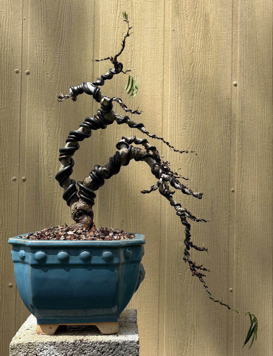 Emblem Bonsai tweet media