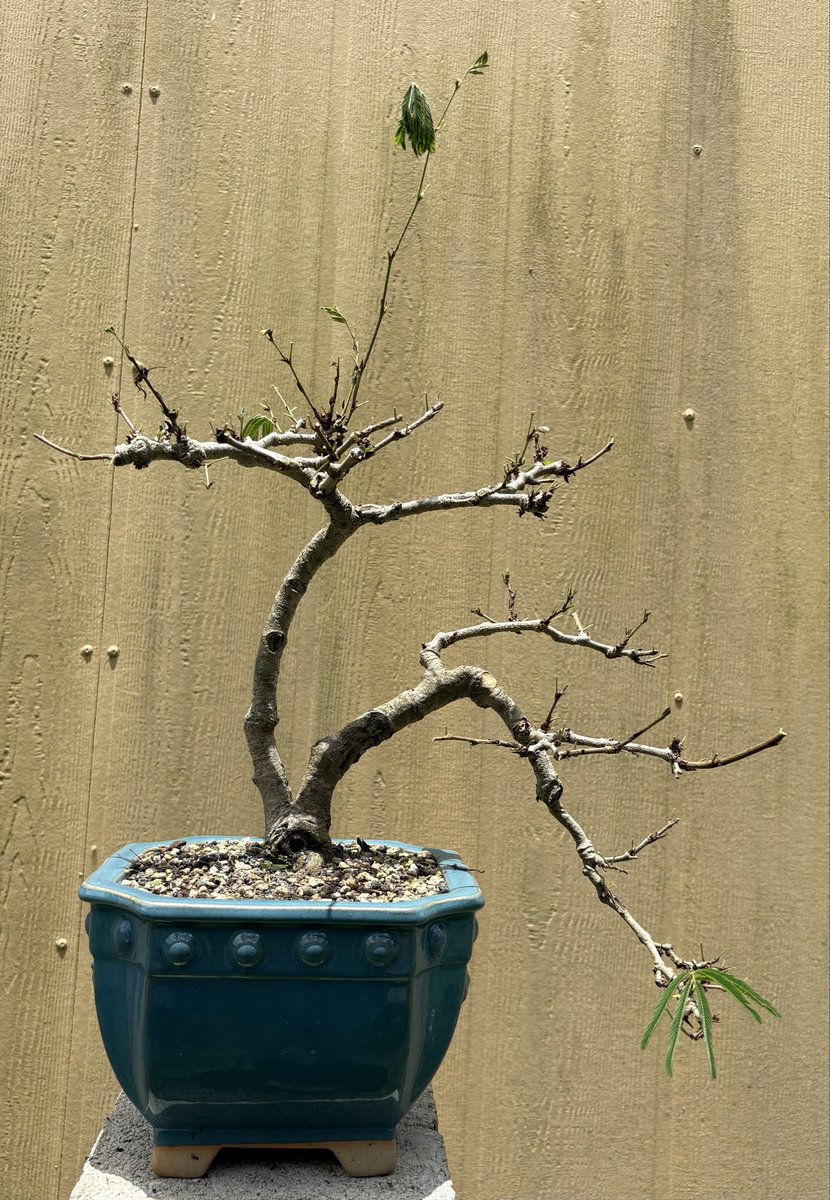 Emblem Bonsai tweet media