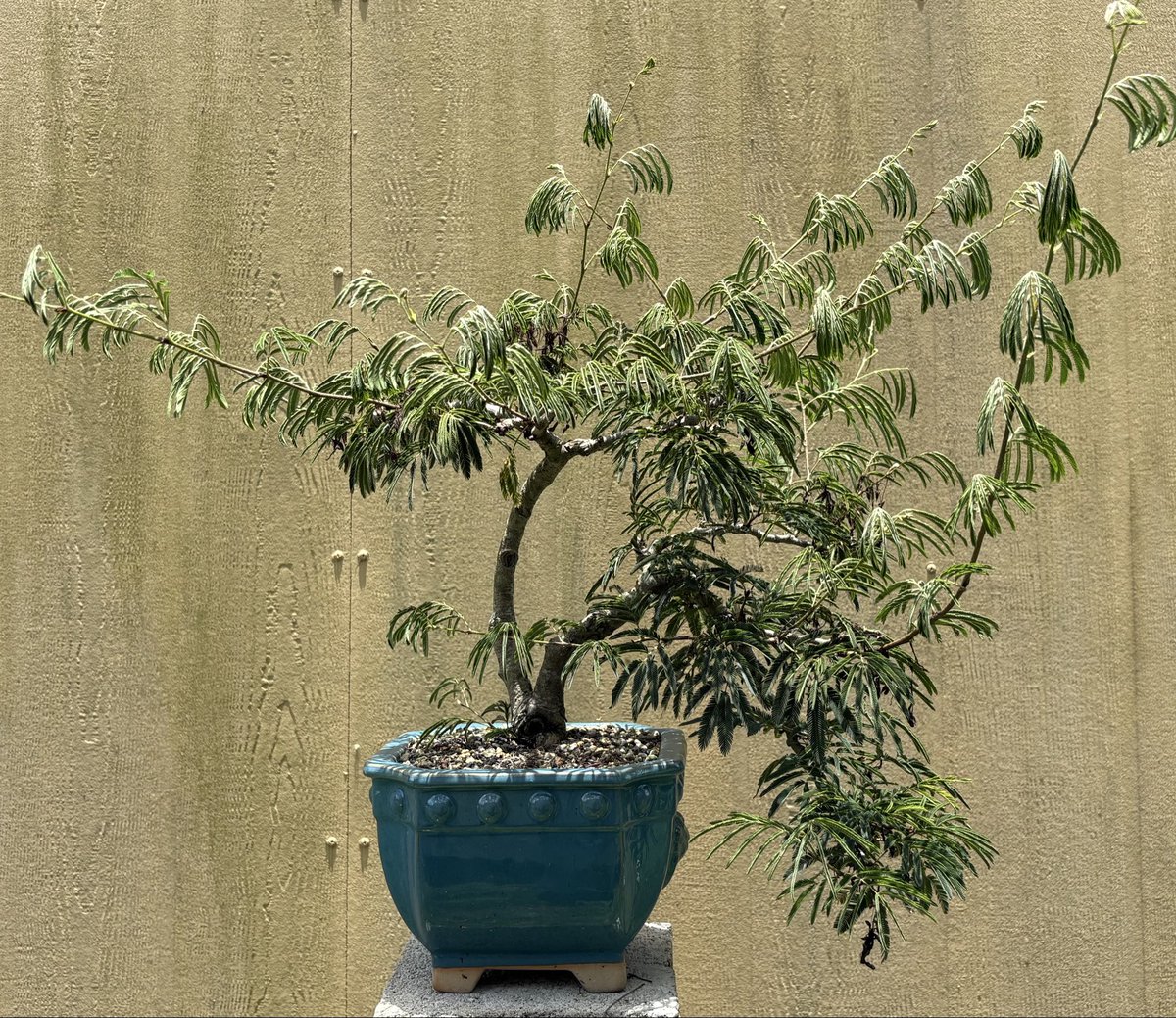 Emblem Bonsai tweet media