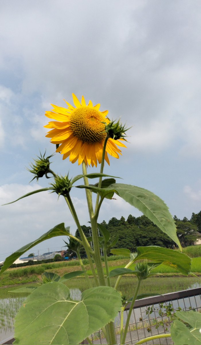 baaba2609's tweet image. 🌻🌻🌻🌻🌻🌻🌻
🌻   民家の庭に   🌻
🌻   夏が来た       🌻
🌻🌻🌻🌻🌻🌻🌻

#夏