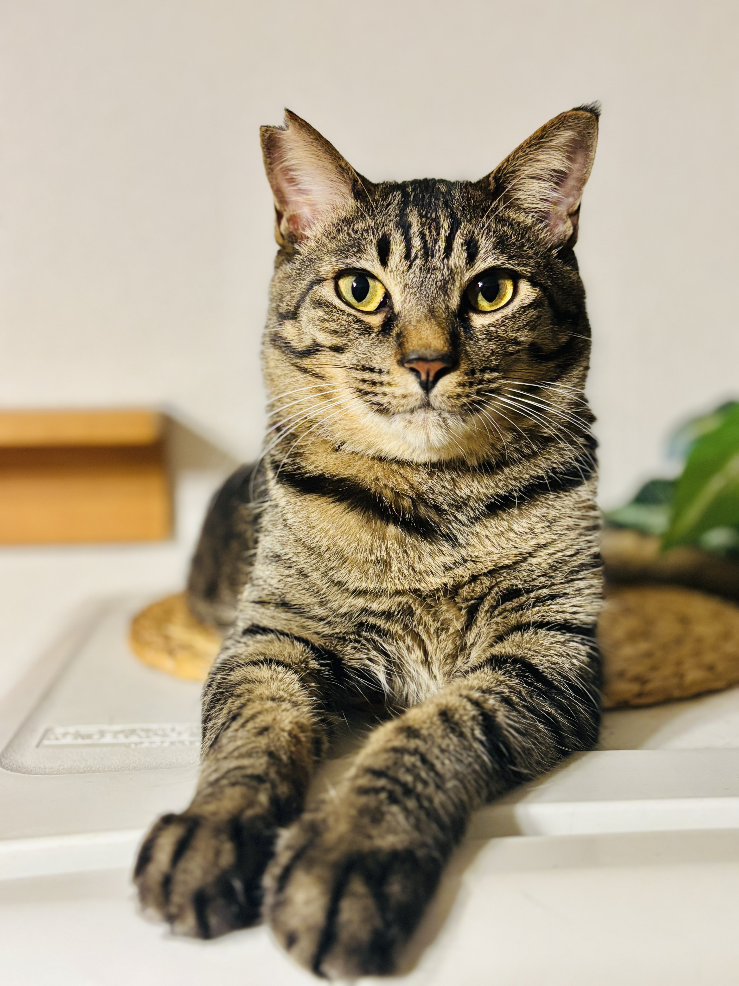 助太郎🐈‍⬛キジトラ on X: 