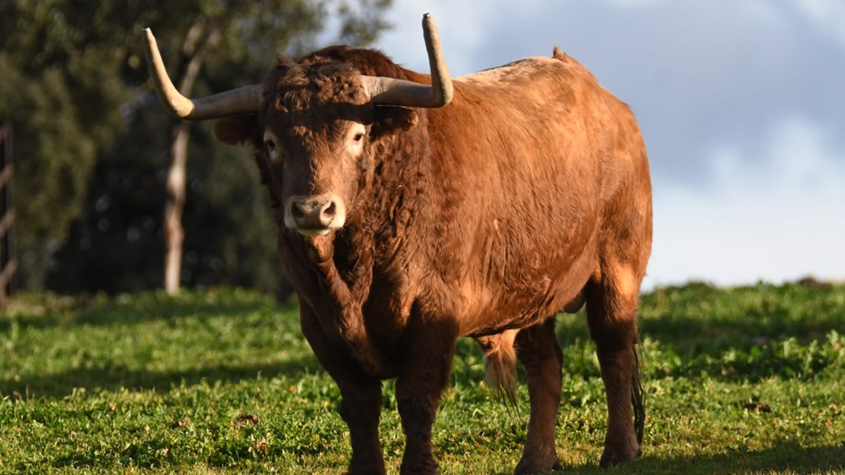 PAMPLONA: El toro "Jara", de Victoriano del Río. Nacido en septiembre de 2019, fue reseñado y embarcado en seis ocasiones para ser lidiado en Las Ventas, algo que nunca pasó por diferentes motivos. Hoy ya está en los corrales del Gas de Pamplona esperando su momento de gloria.