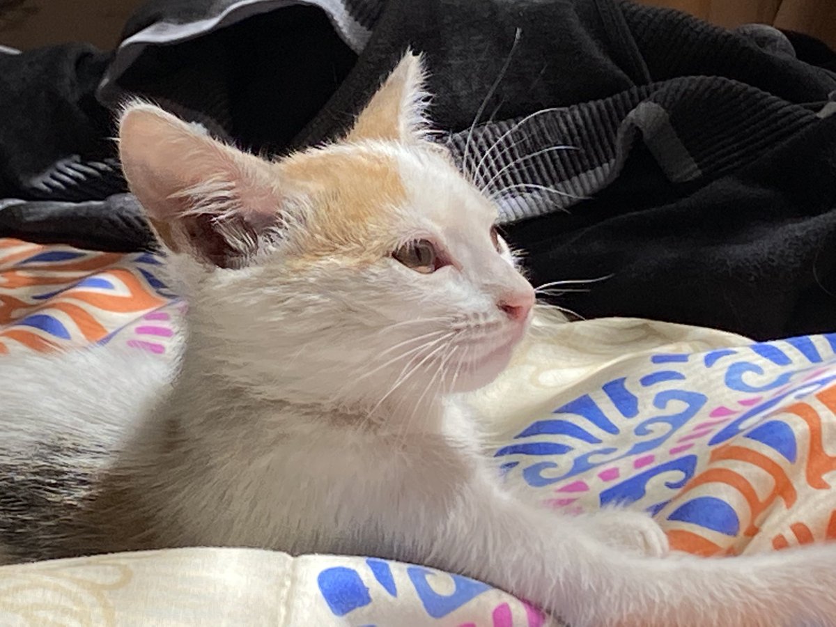 Tan hermosa que se ve, quien pensaría que le entra el demonio de la nada 🤍