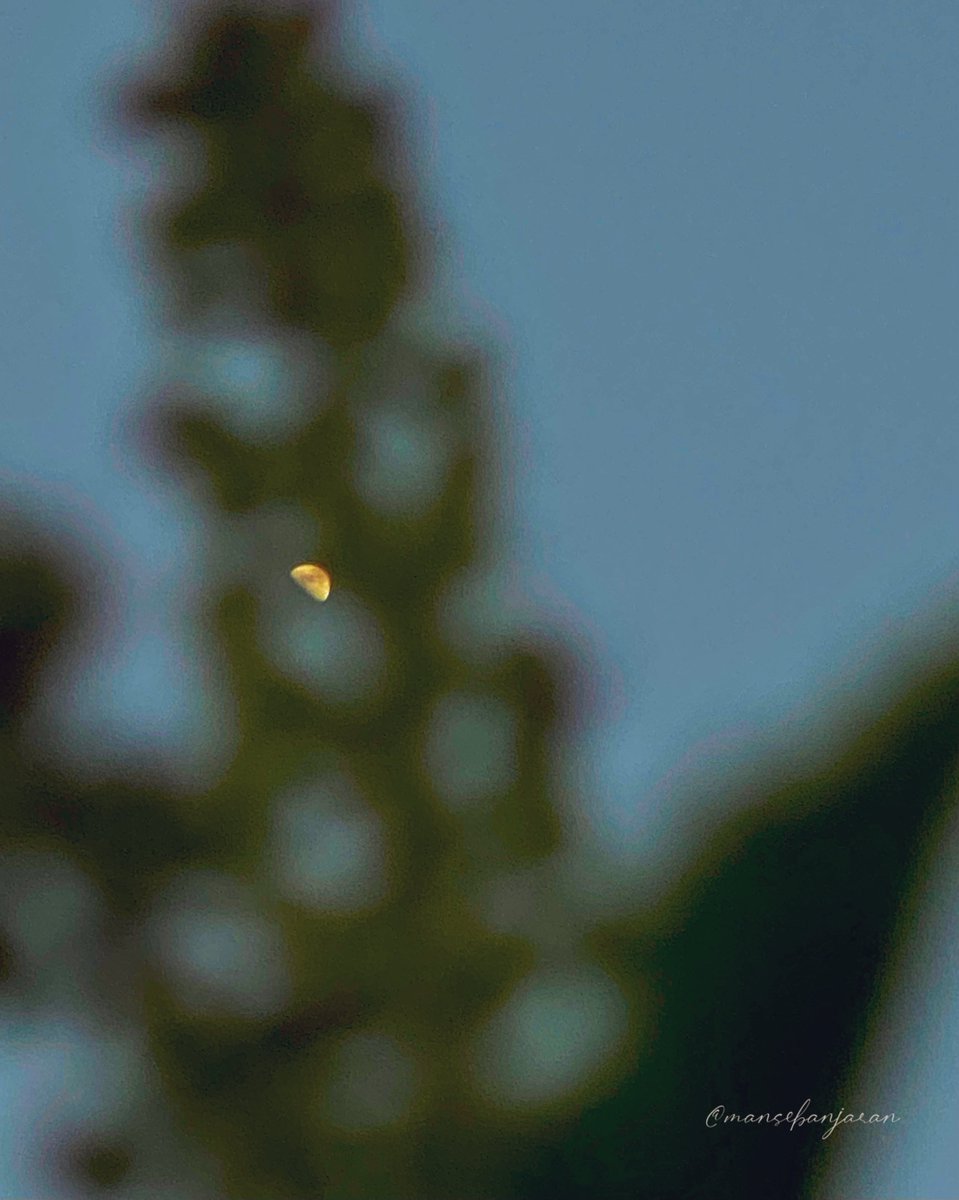 mansebanjaran's tweet image. Share a picture with cool bokeh!
