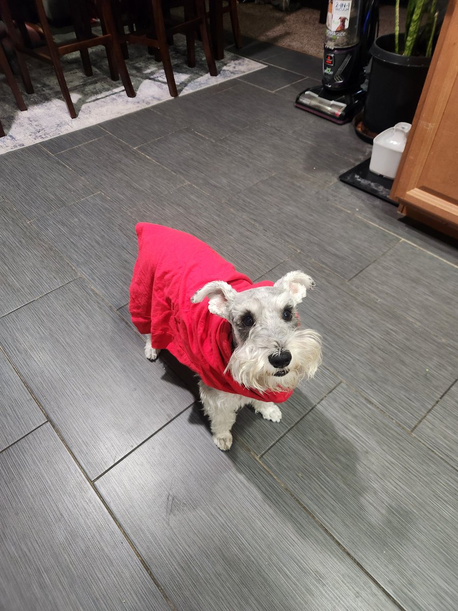 thescificenter's tweet image. Another Superdog entry, meet Noodle !! His mom understood the assignment, and now she will be with us on Thursday,  July 10th 3pm at @galaxytheatresboulevard, for a special screening of SUPERMAN  !! SEND ME TOUR KRYPTO!! @jamesgunn #Superman #Krypto #nerdculture702