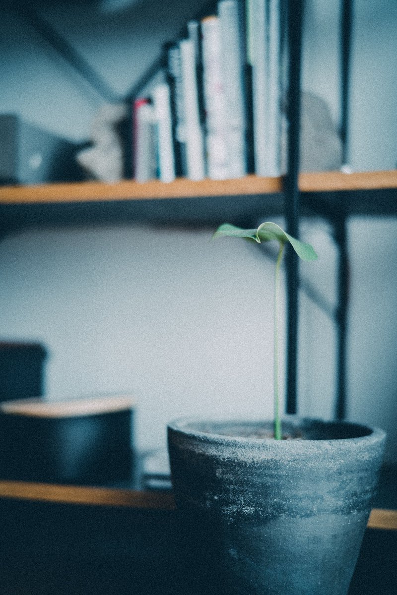 水耕栽培から土へ移動して、最近この子の元気がなくて心配。どうして元気ないのか話せたらいいのにってよく思う。