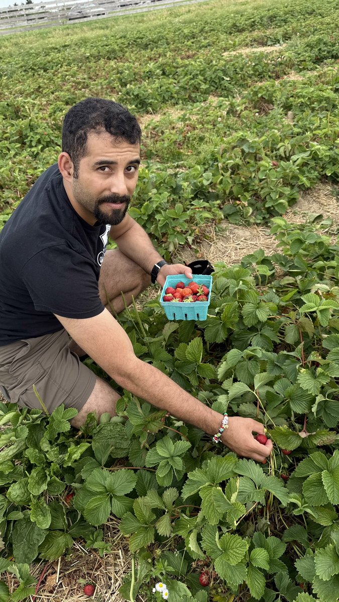 MosabAbuToha's tweet photo. Dear Refaat,

Today, I visited a strawberry farm for the first time in two years. I went for two reasons.

First, my children wanted to pick strawberries—just as they used to on their grandfather’s farm back in Gaza.
Second, I went because strawberry fields bring your memory rushing back to me.

With each berry I picked, I thought of you. I blessed your name, and I cursed those who murdered you—along with so many of my relatives and friends. I cursed all who have called, directly or silently, for the destruction of Gaza and its people.
You were dearly missed, dearest Refaat.
I just wish I could pick every strawberry in that field.
رفعت