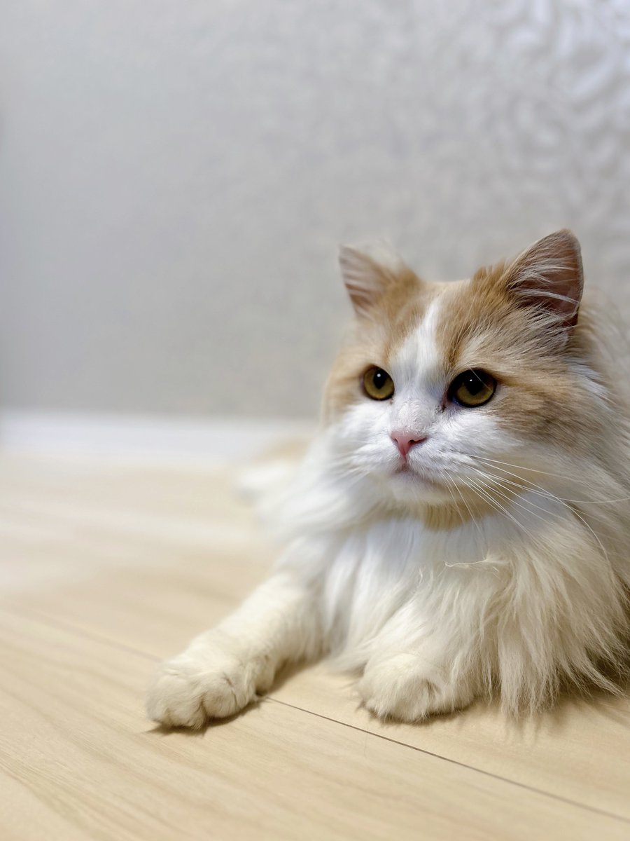 Edvard_NFC's tweet photo. 7月のねこ https://t.co/Z9hjAlyKES