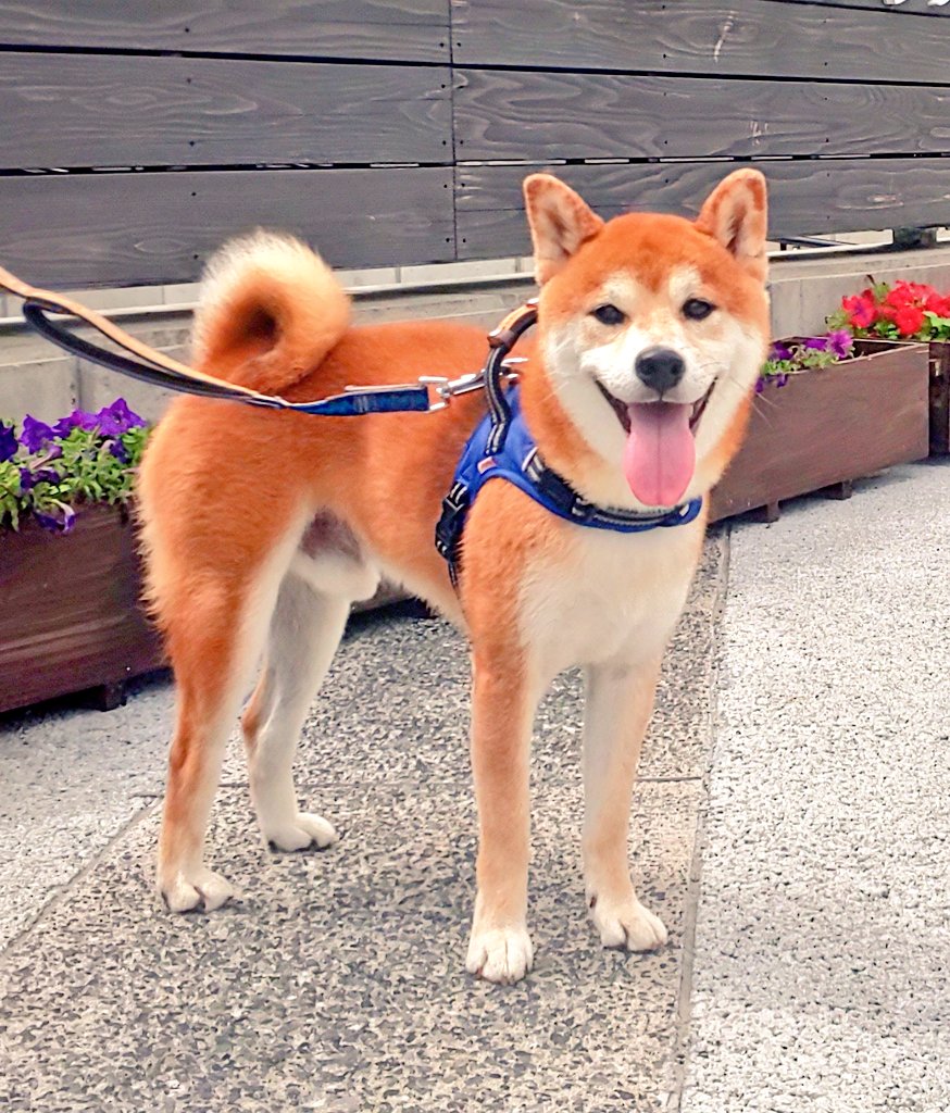 柴犬 茶太郎 🐶♂ | じぃじとばぁばと👩🏻で2回目の