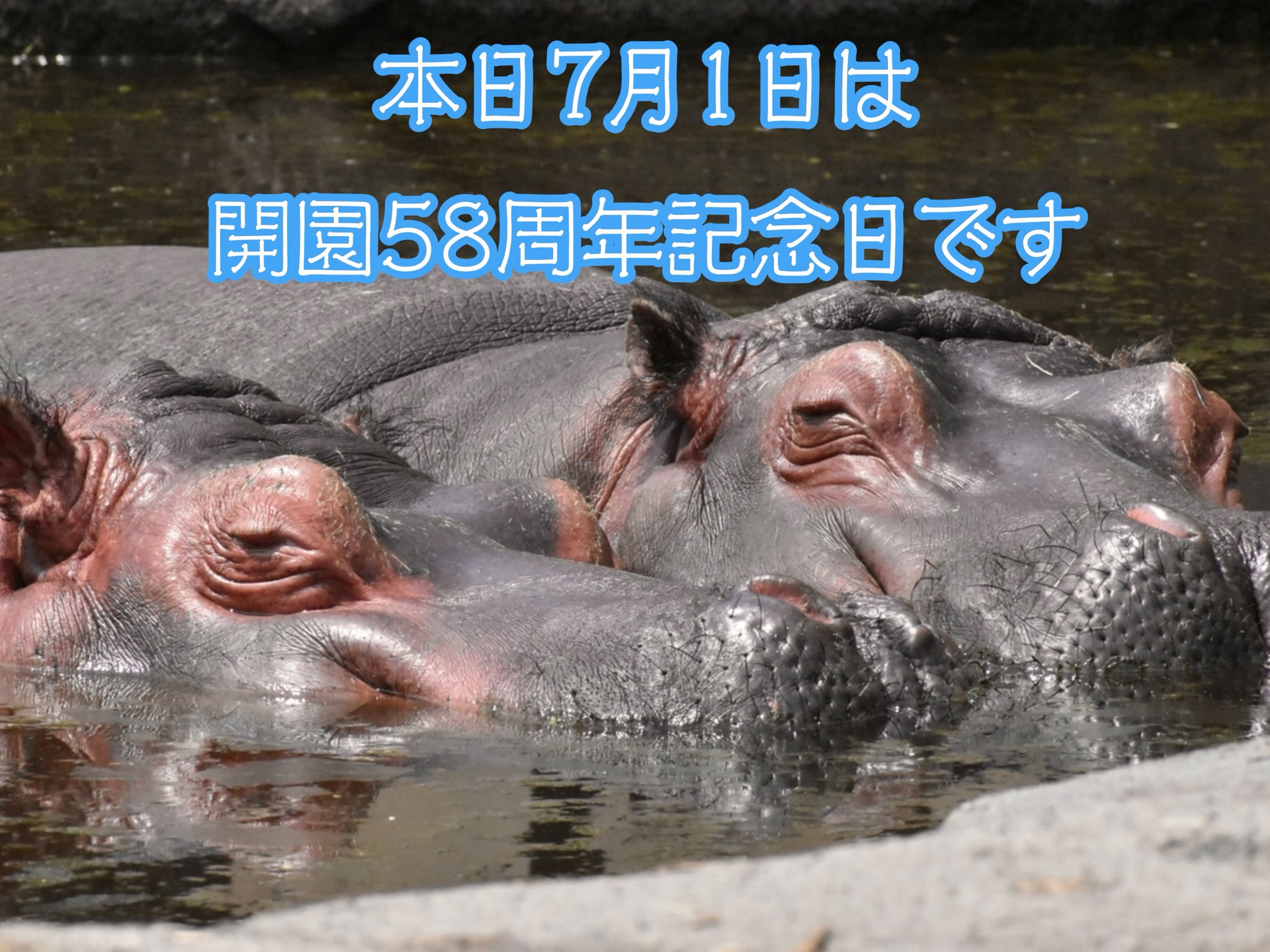 旭川市旭山動物園［公式］ on X: 