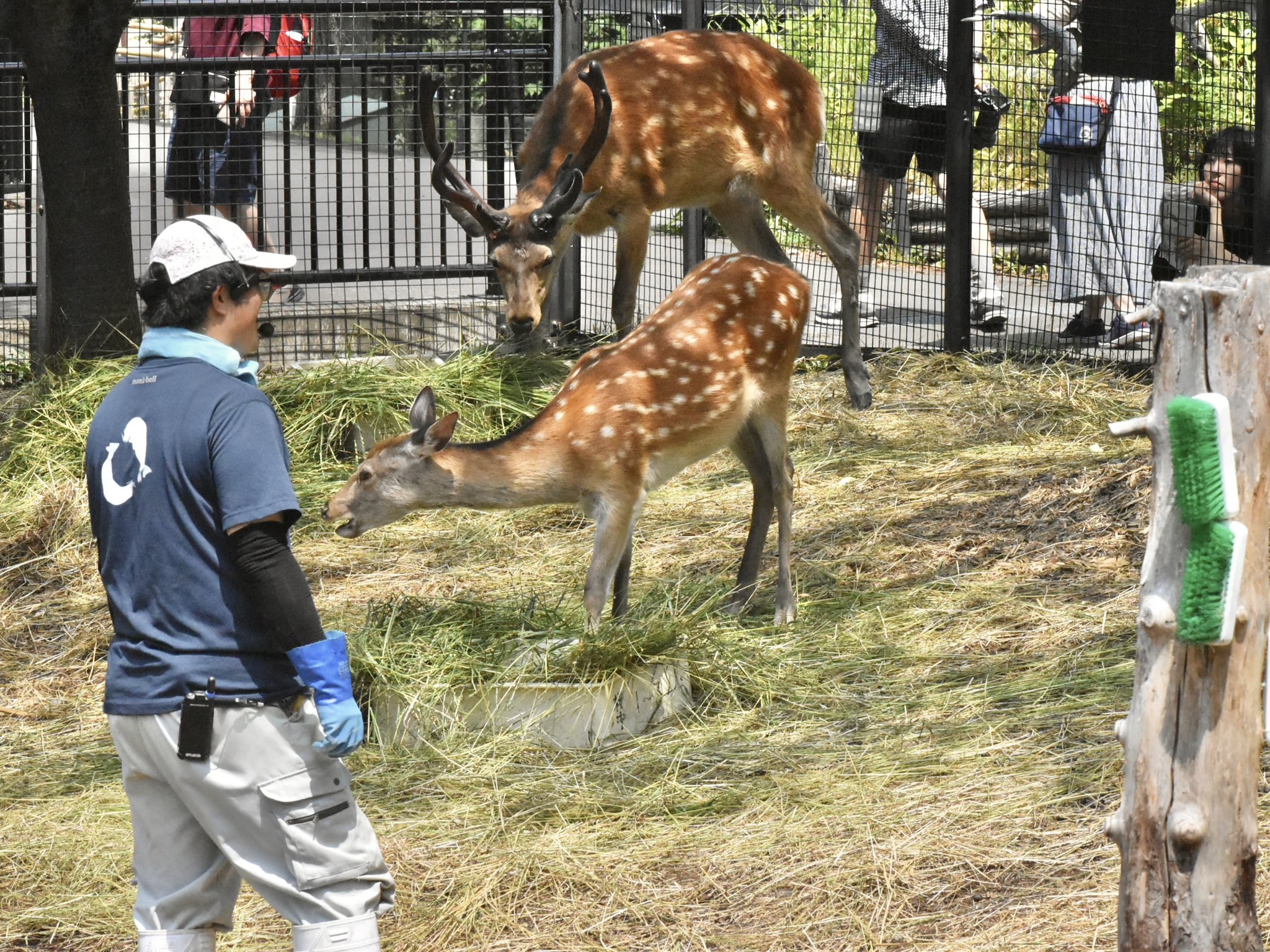 新作　旭山動物園-寒風山展望台2種-和歌山電鉄4種コンプ＋ゴタマ記念メダルセット 新作 旭山動物園-寒風山展望台2種-和歌山電鉄4種コンプ＋ゴタマ