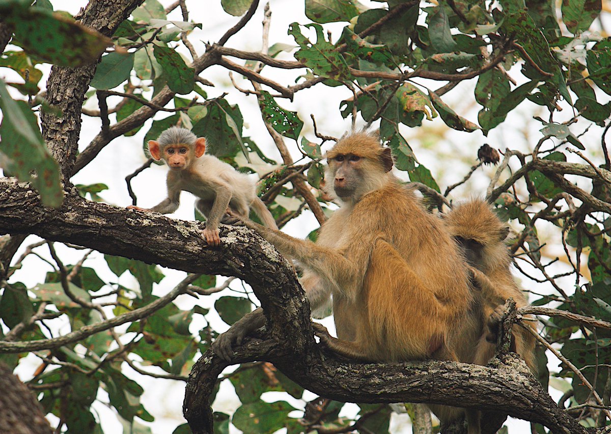 Do you have field work experience? Do you want more? Our team wants YOU to manage our field site studying Kinda baboons in Kasanka National Park, Zambia! 

Start date is this August 2025 so apply ASAP!

Job ad here: tinyurl.com/KindaBaboon