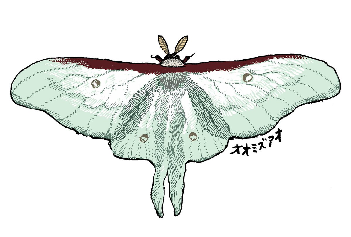 「オオミズアオ」|yukijiのイラスト