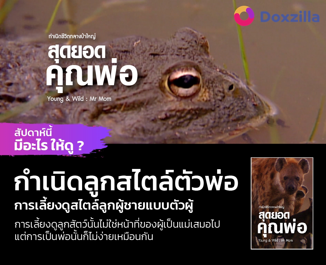 สุดยอดคณพ่อ กำเนิดลูกสไตล์ตัวพ่อ การเลี้ยงดูสไตล์ลูกผู้ชายแบบตัวผู้การเลี้ยงดูลูกสัตว์นั้นไม่ใช่หน้าที่ของผู้เป็นแม่เสมอไป แต่การเป็นพ่อนั้นก็ไม่ง่ายเหมือนกัน 

ดูเรื่องเต็มได้ที่ doxzilla.page.link/mdMp