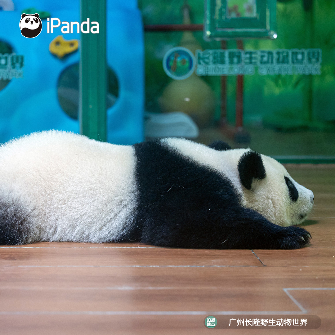 ipandacom's tweet photo. I don't dare to sleep because I heard someone’s planning to bag me up and take me away😎. (Mei Zhu)

#panda #cute #meizhu #CCRCGP #PandaPic #PandaFun

For more panda information, please check out: https://t.co/hXNeewwBNN https://t.co/7fc3RzQe3J