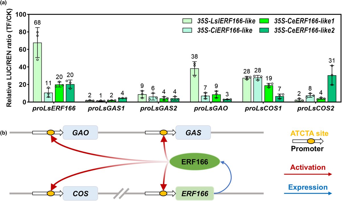 NewPhyt's tweet image. Self-activating and chromosomally colocalized LsERF166 positively regulates costunolide #biosynthesis in #lettuce 

📖 nph.onlinelibrary.wiley.com/doi/10.1111/np…
by Xiang et al.

@WileyPlantSci #PlantScience #PlantSci