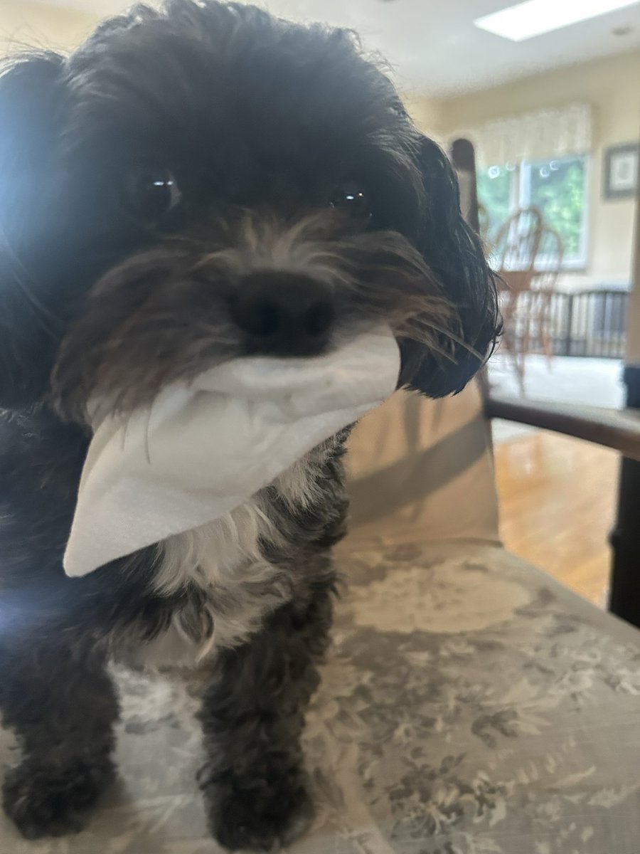 Public Service Announcement: Yoos don’t have to gets yoos face wiped after a meal. 
Welcome to da resistance. #dogsofX #Xdogs #MondayVibes