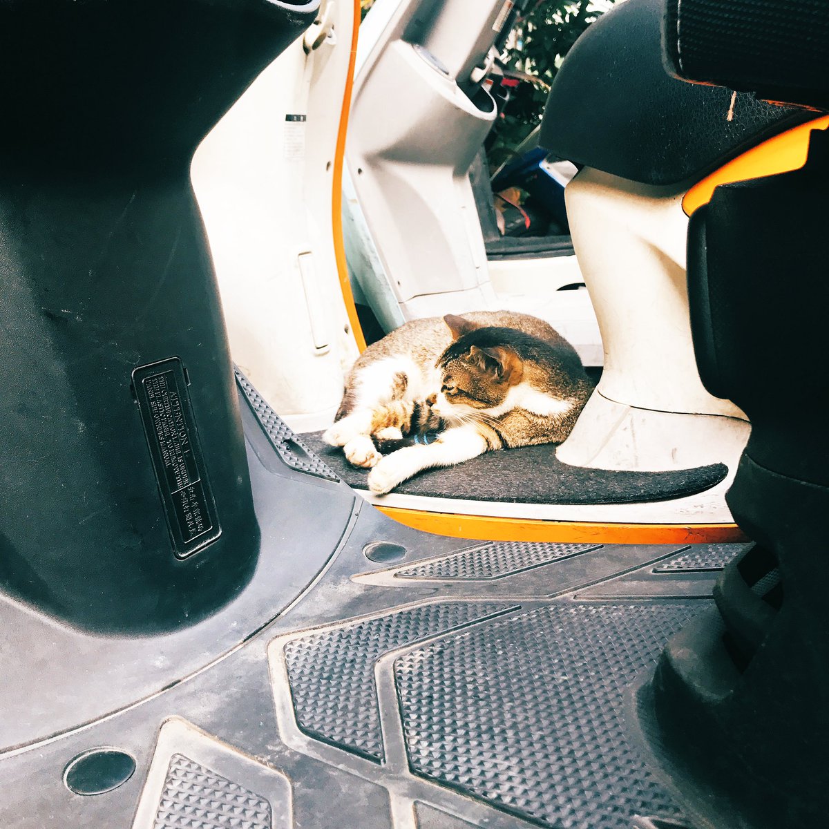 別只專注短暫的溫柔
也要看清眼前的本質

你以為牠是主子
其實牠只是偽裝成人的畜生
命名、訓練、被獎勵與懲罰
以為這就是愛

別忘了你曾咬過風
用爪子劃開世界
獠牙雖鈍，未斷
爪子藏起來，並非遺忘

如果看清人皮後的樣子
記得 可以不叫、不跪、不留

回頭，讓野性帶你穿越圍牆
重拾沒有項圈的自己