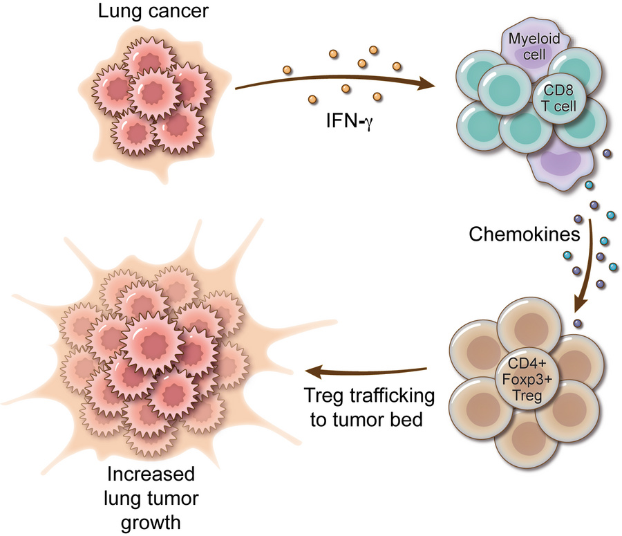 Immune_News's tweet image. 📊 Researchers at @UofMaryland found that CD8+ T cells promote homing of CD4+Foxp3+ T regulatory cells to the tumor bed by increasing levels of CCR5 chemokines in the tumor microenvironment in an IFN-γ and TNF-α dependent manner.
🔗 bit.ly/4lxrlqF