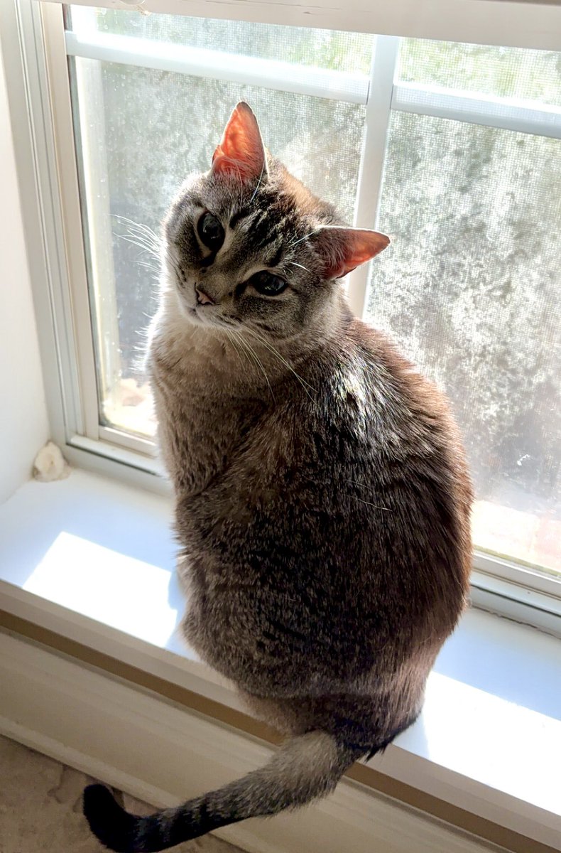 emmaewitty's tweet photo. The cat in question. My little evil demon baby ✨Cassie✨ https://t.co/bPHQpUDPeb