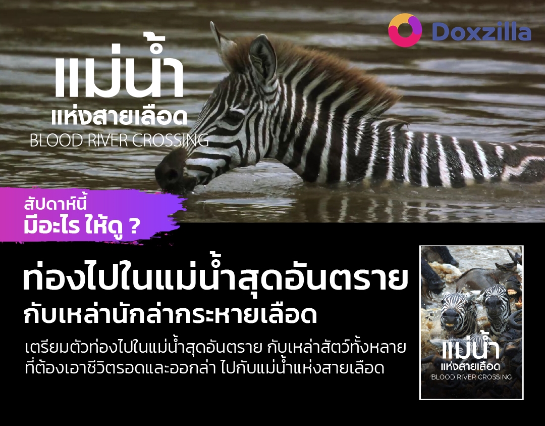 ในสายน้ำที่เต็มไปด้วยอันตรายจากจระเข้และฝูงสิงโต ที่คอยซุ่มโจมตีเหยื่อในการอพยพครั้งใหญ่ในแอฟริกา ดูสารคดีเรื่องเต็มได้ที่ doxzilla.page.link/adq2