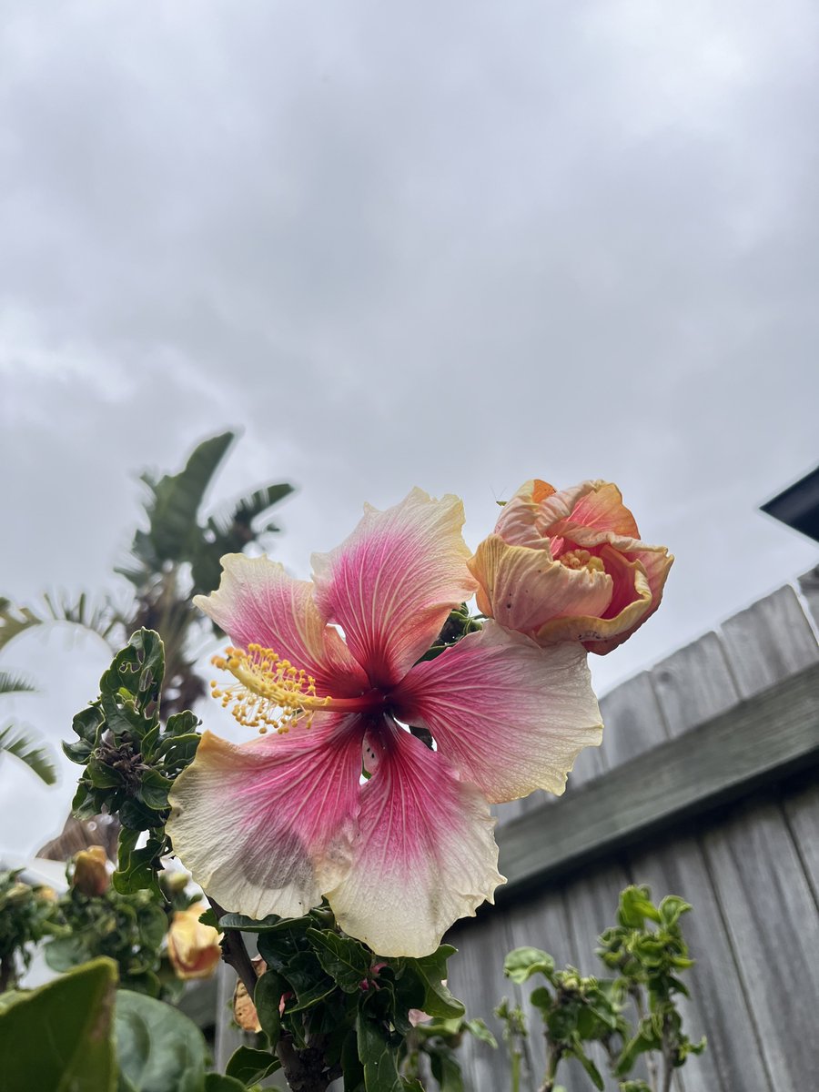 a flower with a flower tucked behind its ear