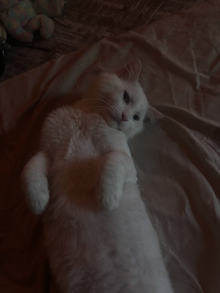 marchauroraa's tweet photo. Sun of a bitch dlly brdwm ba naz u 3ishwa u meow’y…😿😻 https://t.co/GbYM6fywzX