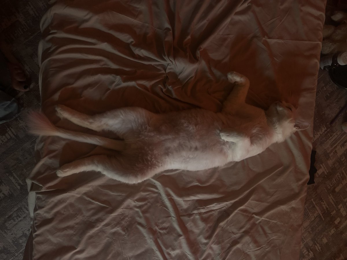 marchauroraa's tweet photo. Sun of a bitch dlly brdwm ba naz u 3ishwa u meow’y…😿😻 https://t.co/GbYM6fywzX