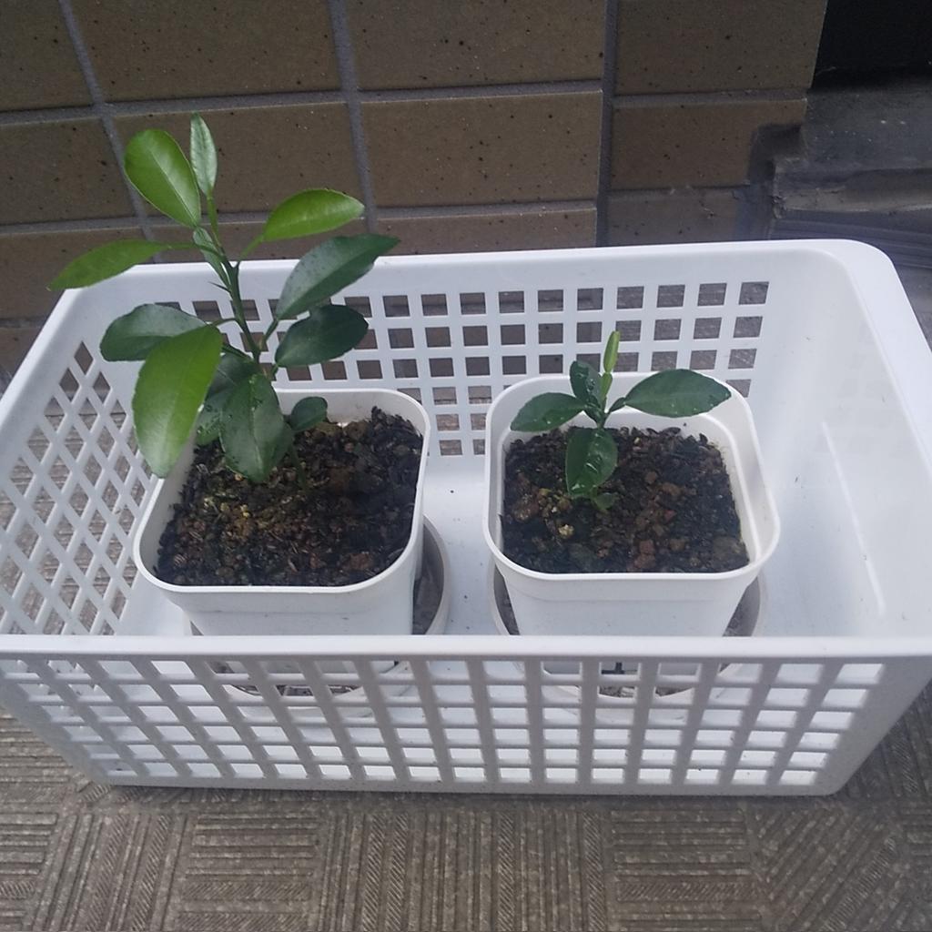 nobi_3's tweet photo. 切り紙…その1411。
ちょきちょき♪
ちょきちょき♪
柚子とレモンの柑橘‘s♪その3
気温と陽射しのせいか日に日に大きくなってきました♪
#切り紙
#切り紙遊び
#kirigamiart
#papercutart
#Illustrator
#Designer
#papercutartist
#両足の麻痺
#電動車椅子
#左手の麻痺
#パソコン
#柚子とレモン https://t.co/aXwToy3ZFt