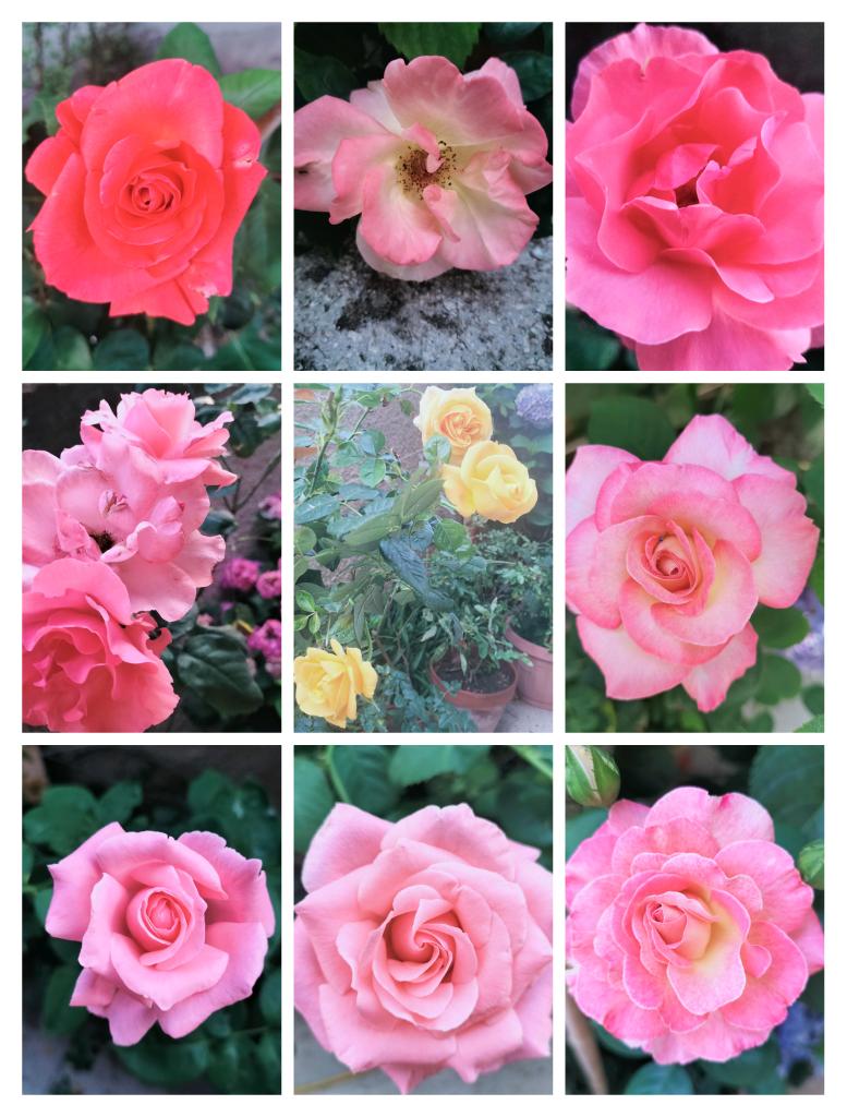 pippo7424's tweet image. Le mie rose di Giugno.
Buongiorno e buona giornata amici ☀️🍀
#BuongiornoATutti