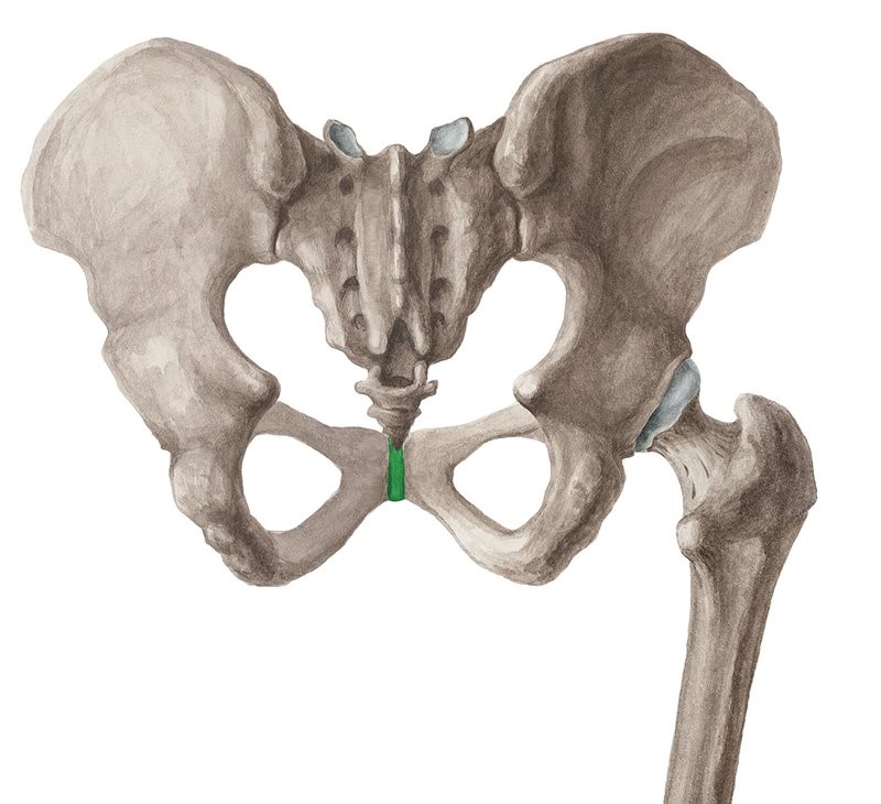 The adductor squeeze test evaluates for sports hernia, adductor tendinopathy and osteitis pubis. For chronic groin pain, it is 49% sensitive and 91% specific! Click/follow to learn more!

Watch: youtube.com/watch?v=_9eneY…

Read: wikism.org/Adductor_Squee…

#sportsmed #sportsmedicine