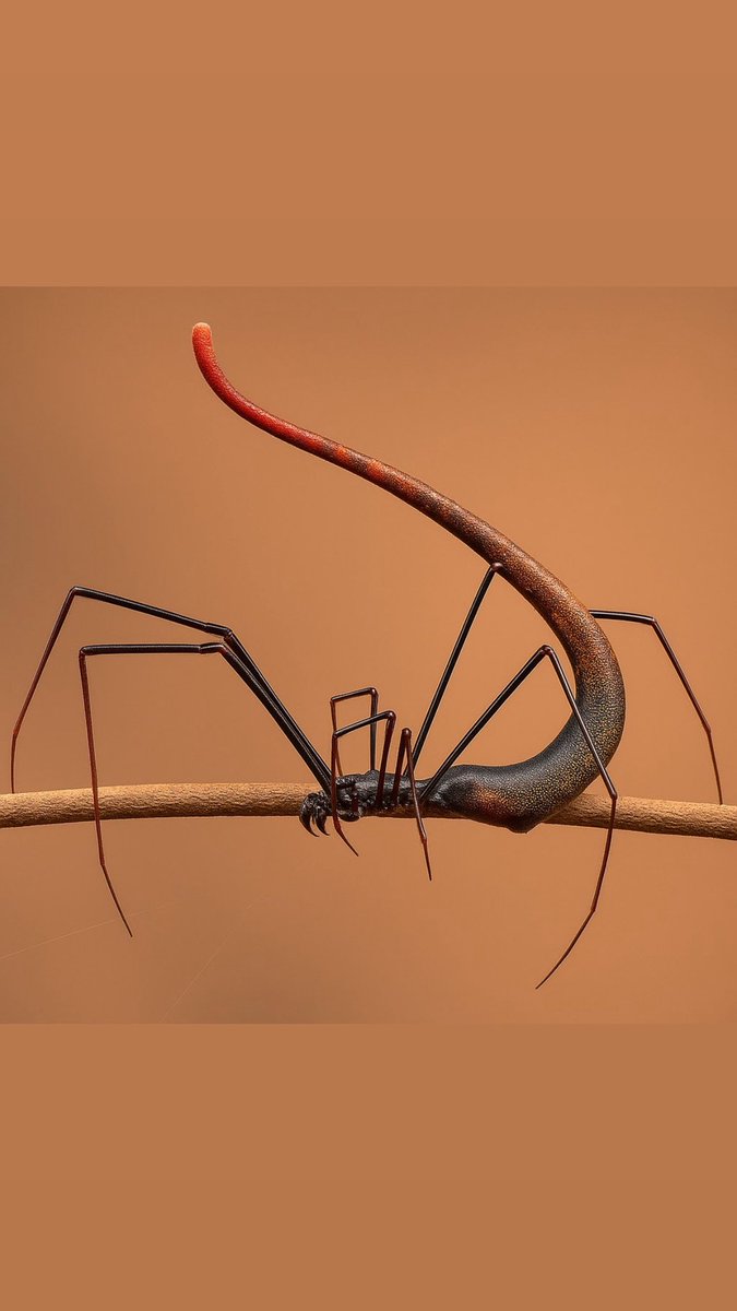 RichardDevine's tweet image. 🕷️🕷️🕷️
