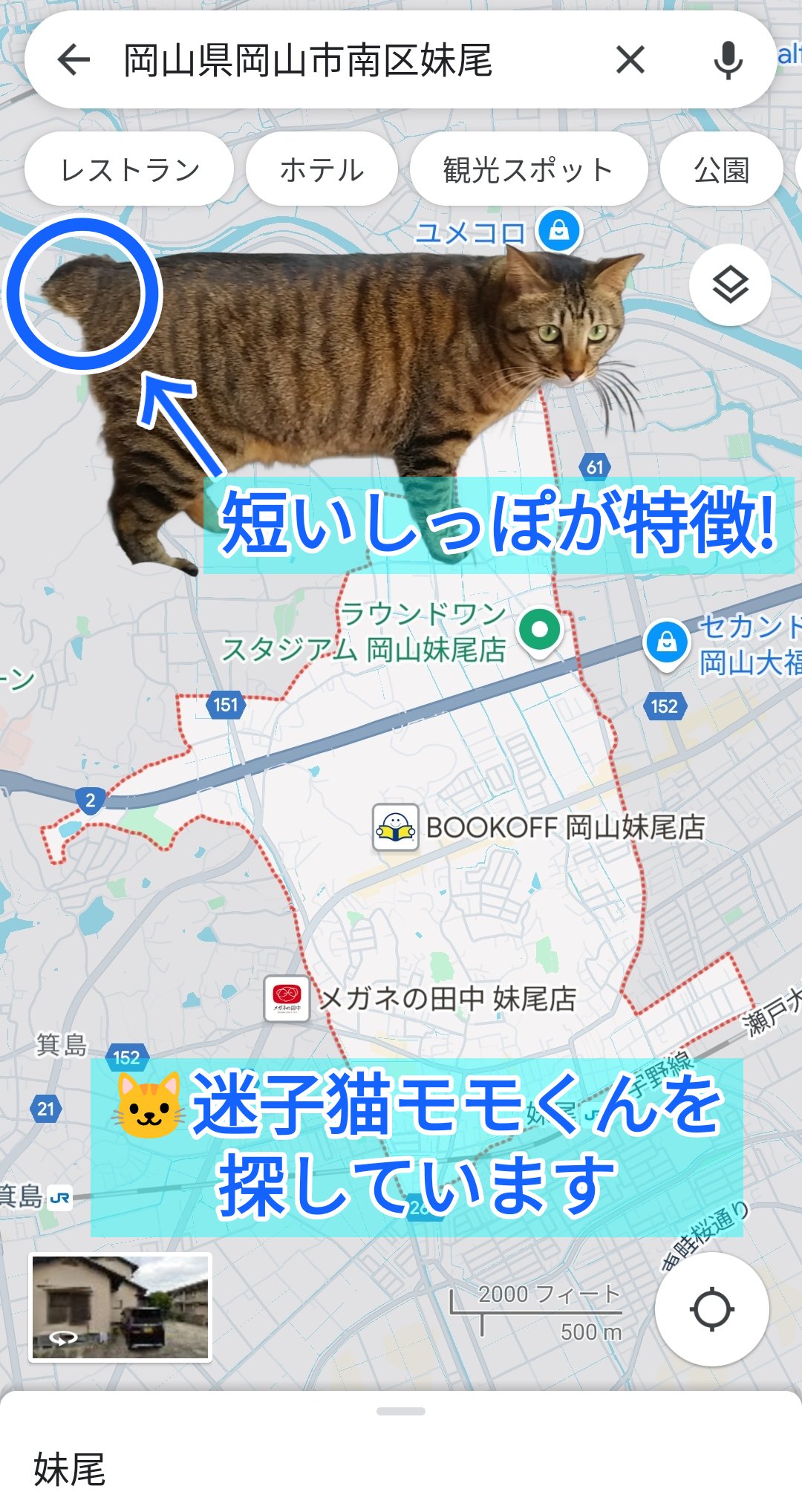 ペット用】 日翔 ネコちゃんの爪とぎUFO 1個 Green Beans