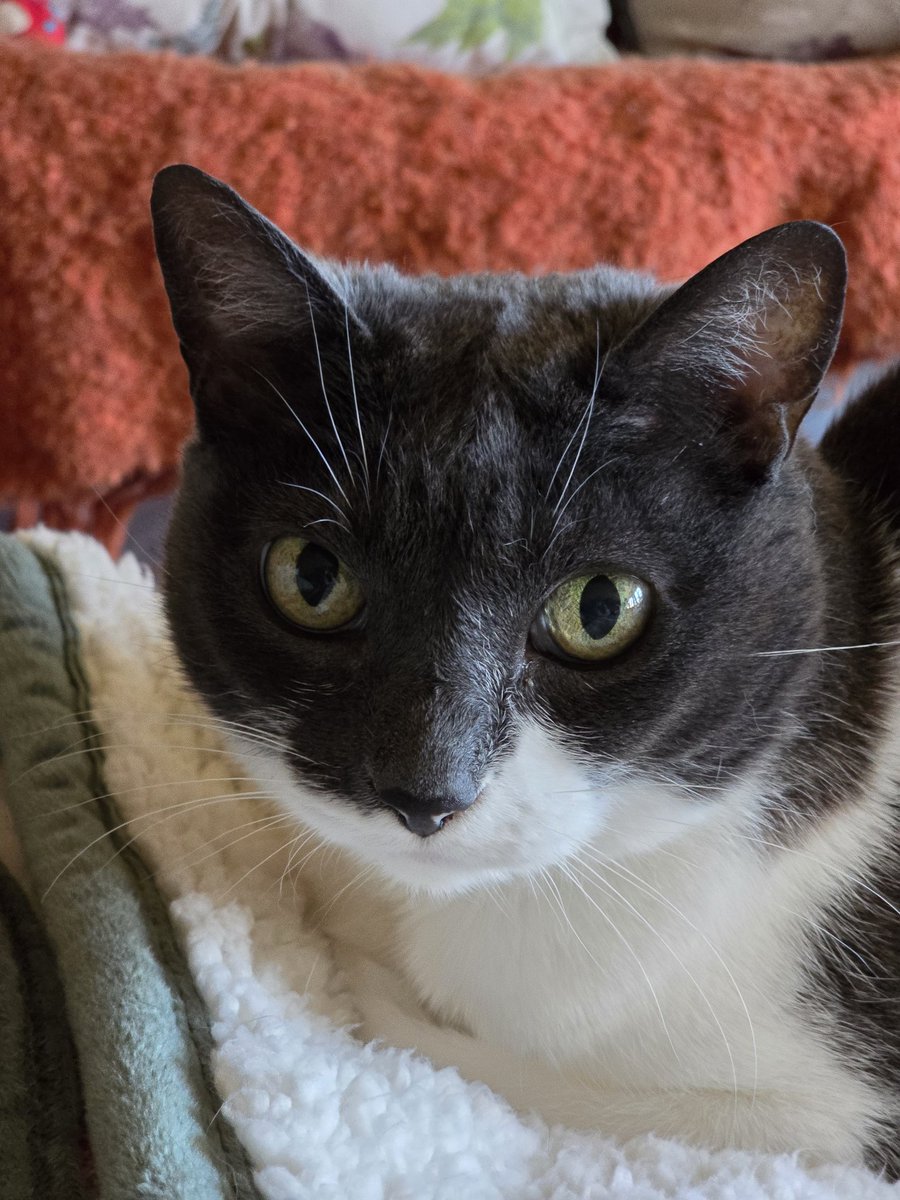 oddballcattoys's tweet photo. The simply gorgeous, elegant &amp; super cuddly Fiona! 😻🥰 #catfamily🐾 #catface #greyandwhitecats #cutiepatootie #cuddlycats #sweetestcatever #adoptasheltercat #seniorcatsrule #supersenior https://t.co/LV44QLOprn