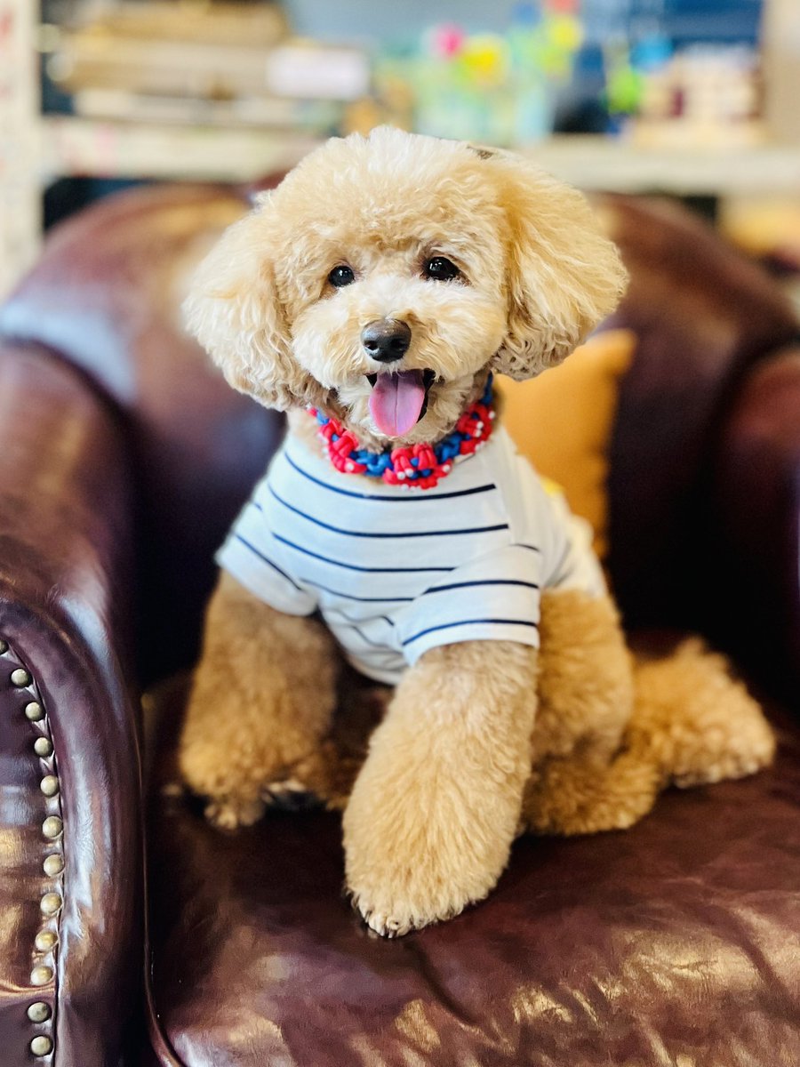愛犬にミャクミャク首輪作った！可愛さ倍増