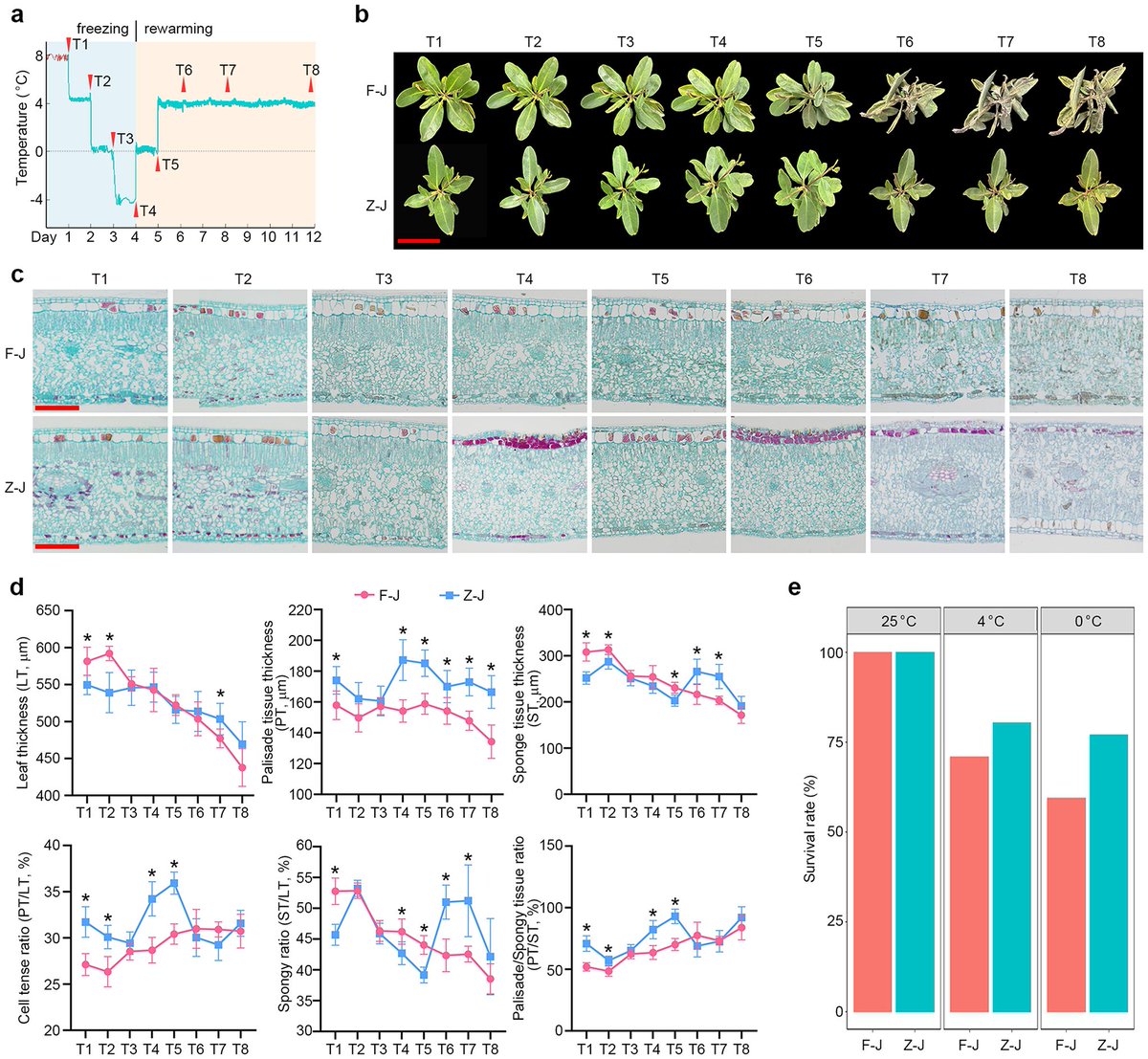 🌿🔬 New study in @PhenomicsJ reveals how #mangroves survive #ColdWaves! Researchers compared two #KandeliaObovata populations, uncovering key #Transcriptomic &amp; #Metabolomic adaptations like thickened cuticles &amp; enhanced #JasmonicAcid pathways. 🧬🌊 #ClimateResilience
