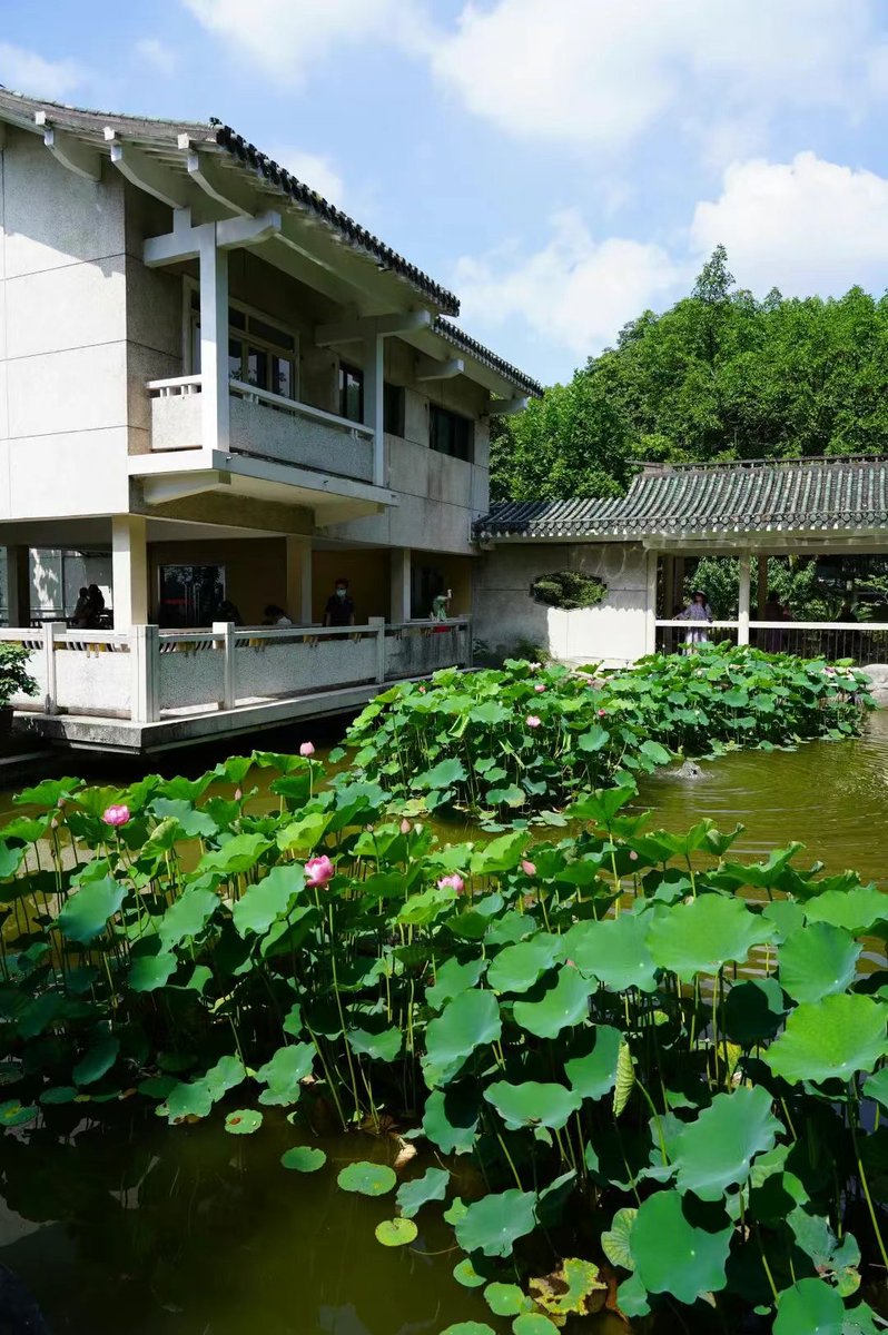 CQYuzhong's tweet photo. 🌿The day version of E'ling Park in #Yuzhong District will also surprise you, especially in its bright #summer! It is now a dreamy paradise with hundreds of #lotuses and water lilies in full bloom! 📸This free attraction is your go-to spot for summer vibes! #Chongqing #China https://t.co/PAnhA6ztPS