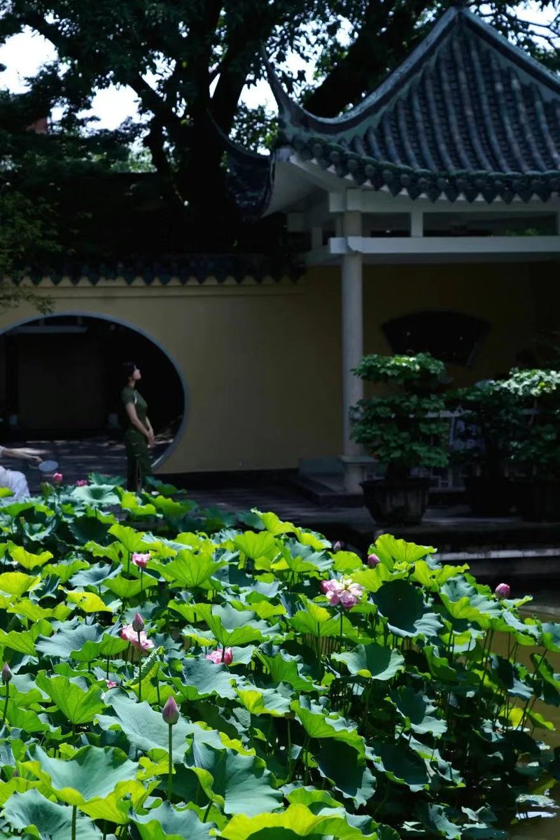CQYuzhong's tweet photo. 🌿The day version of E'ling Park in #Yuzhong District will also surprise you, especially in its bright #summer! It is now a dreamy paradise with hundreds of #lotuses and water lilies in full bloom! 📸This free attraction is your go-to spot for summer vibes! #Chongqing #China https://t.co/PAnhA6ztPS