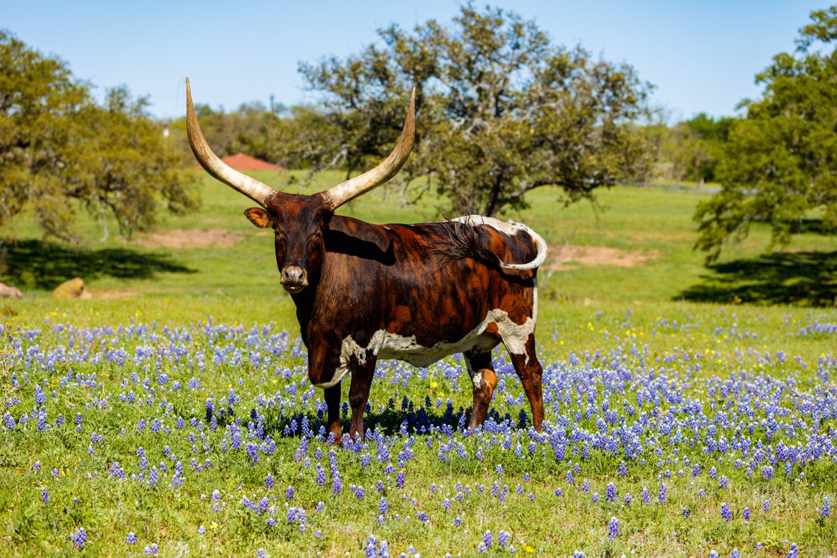 Ankole-Watusi Bull 🐂

📸: Raul Rodriguez

#bull #Texas #ankolewatusi