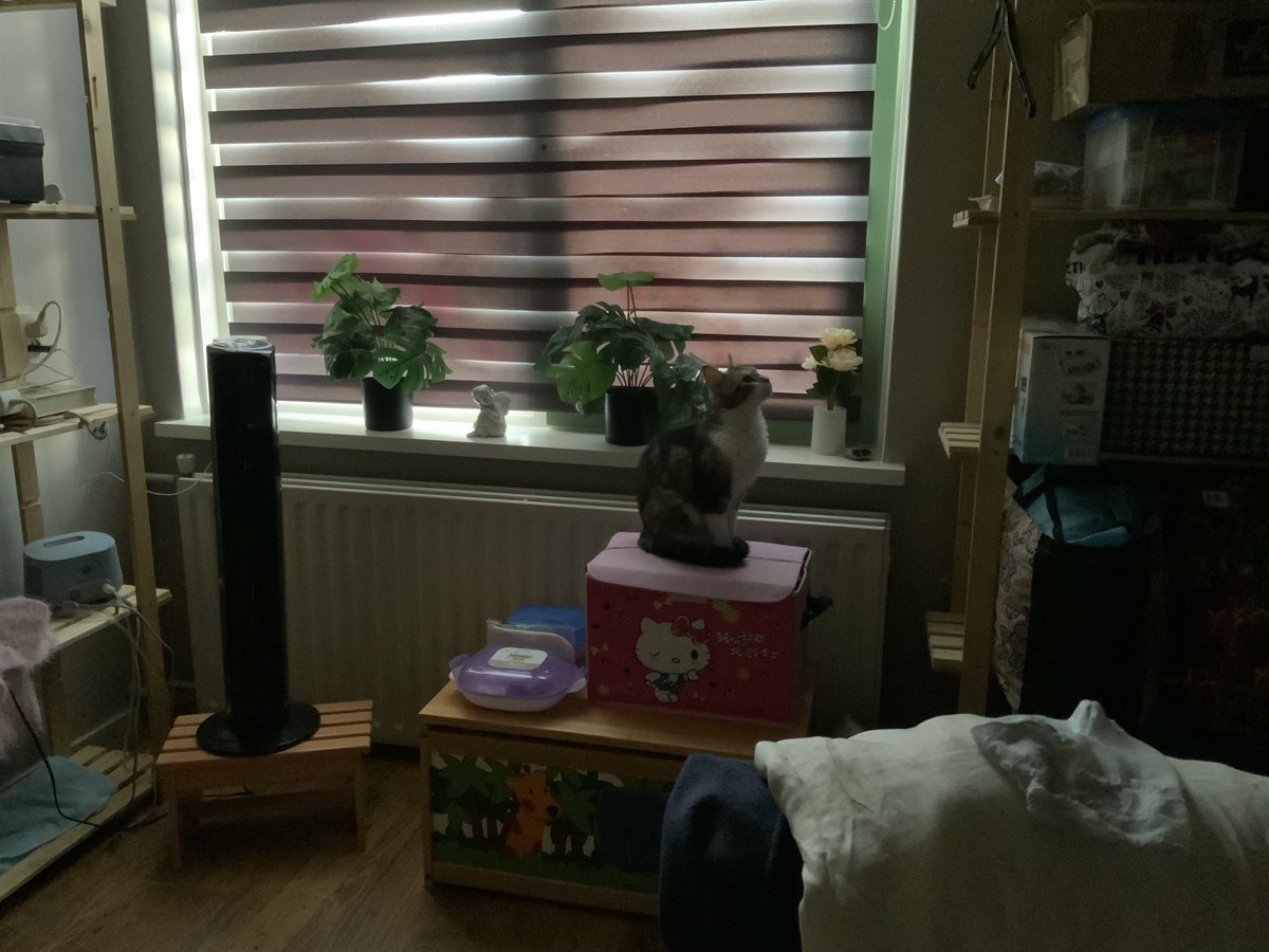 Wat zou ik eens voor kattenkwaad kunnen uit halen😼