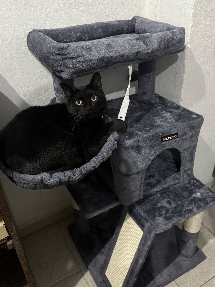 Gracias por el regalito para Luna!🩵
Le encantó uvu