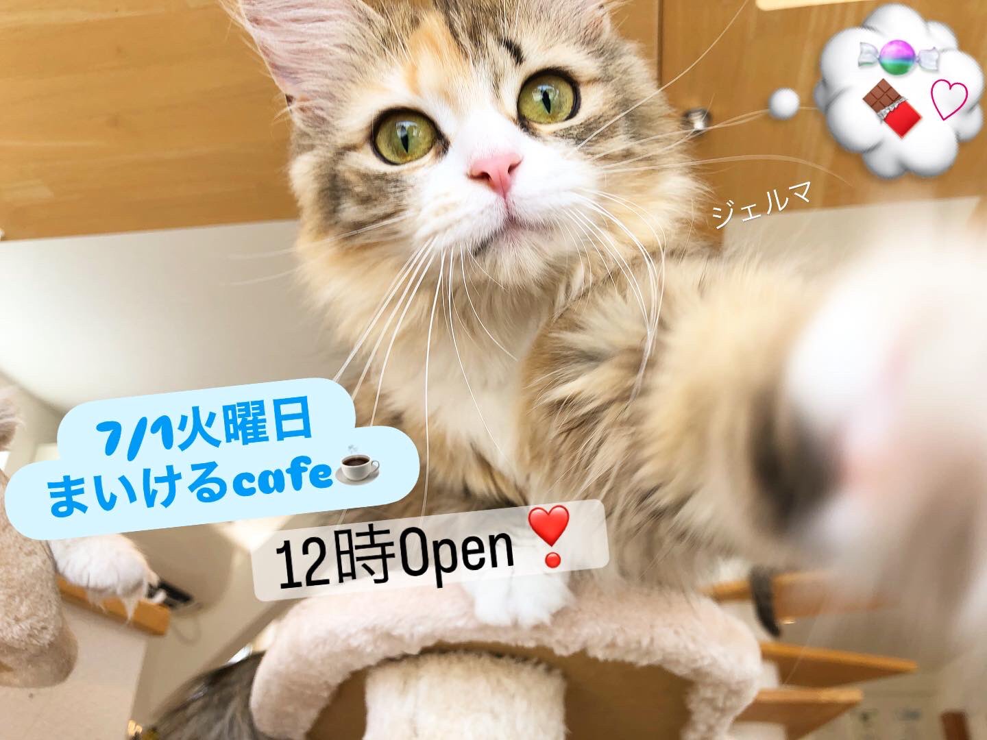 まいける♥みにける♥ぽっぽちゃん 御専用　おまとめ3枚 まいける♥みにける♥ぽっぽちゃん 御専用 おまとめ3枚 Amazon.