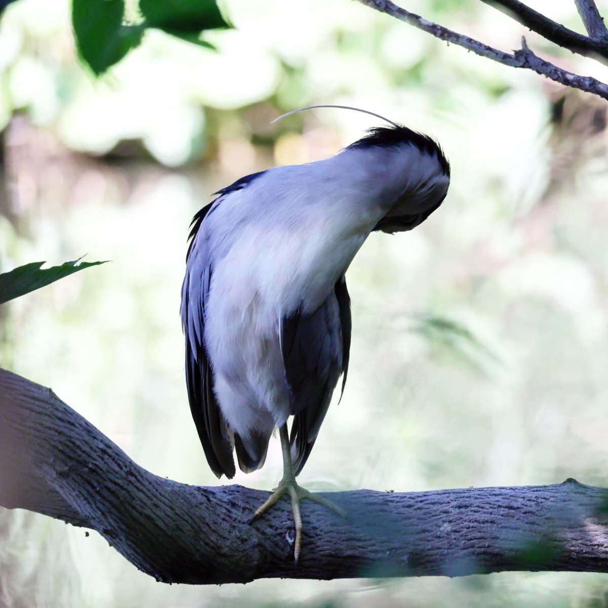 kw_point's tweet photo. ま〜きのっ！
#nightheron #ゴイサギ #野鳥 #野鳥撮影 #野鳥写真 #tokyojapan #花沢類 #花より男子 https://t.co/FRYxYtlc3m